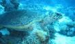 Restaurant sous-marin à Erding - conseils et informations pour visiter le monde d'Diver
