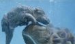 Nous sommes en amour avec le bébé hippopotame né lundi au zoo de San Diego