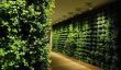 Interiors fraîches avec des murs verts par Greenworks