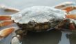 Le crabe de plage et leurs ennemis - Faits sur la vie du crabe