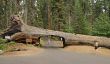 Tunnel Grâce à un séquoia géant déchu dans le parc national de Sequoia