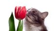 L'allergie au pollen chez les chats - conseils utiles