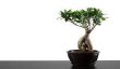 Ficus microcarpa ginseng - l'implantation et l'entretien de la plante d'intérieur