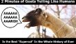 «Goats hurlant comme des êtres humains» est la meilleure compilation Dans toute l'histoire de Ever (Vidéo)