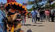 Nouvelles Mexique: le nombre croissant de familles mexicaines classe moyenne optent pour les chiens de plus Enfants
