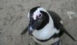 Penguin maquillage - si bien réussi un carnaval-make-up