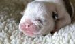 12 Photos Adorable Bulldogs de bébé parce qu'ils sont le plus mignon jamais