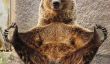 Le Yoga ours qui pratique