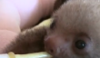 Sloth Sanctuary du Costa Rica vous feront aimer Sloths encore plus