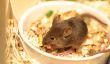 Que mangent les souris heureux?  - Une bonne alimentation et les soins des petits
