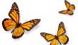 dessin de papillon - un guide
