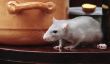 Rats et leur comportement - devraient connaître le comportement alimentaire