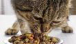 Gastrite chez les chats - Causes, symptômes et traitement