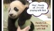 Panda Cub aime jouer avec la balle (Vidéo)