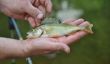Pêche sans permis - qui menace la punition pour les poissons de braconnage?