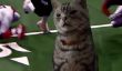 Qu'est-ce que le Super Bowl ressemble, selon un très sage chat