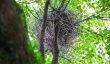 Ville Crows construire des nids Sur Cintres