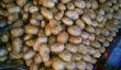 Les pommes de terre en germination sont toxiques?  - En savoir plus