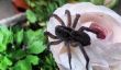 Arachnophobia enfant: Vivi est pétrifiée d'araignées