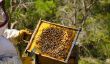 Les apiculteurs - Profil professionnel