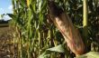 L'éthanol de maïs études, recherches, avantages et inconvénients: Maïs de résidus à base de biocarburants plus nocif pour l'environnement Étude Says
