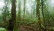 Rainforest en Australie - patrimoine mondial en tant que destination touristique