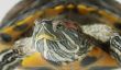 Que manger Rotwangenschildkröten?  - Des informations intéressantes