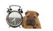 "Do chiens un sens du temps?"  - Des faits intéressants sur le comportement de votre chien