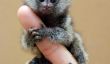 Ouistiti pygmée - Le plus petit singe
