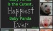 Bébé Panda de Zoo de Taipei est le plus mignon, le plus heureux bébé Panda Ever (Photos)