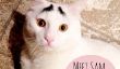 Rencontrez Sam: The Cat avec des sourcils