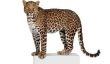 Walmart Arrête vente Toddler Méchant Costume Leopard