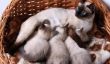 Chats naissance - donc vous soutenez votre chat à l'accouchement