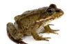 Assurez-grenouille costume lui-même - de sorte que vous aurez Ferdinand Frog
