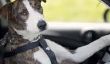 Tout simplement incroyable: la Nouvelle-Zélande SPCA Enseigne Chiens de conduire des voitures