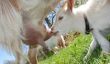 Le lait de chèvre pour les bébés - vous devez savoir