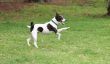 Astuces de chiens - Instructions pour Dogdancing