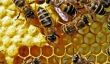 Qu'est-ce qu'une abeille?  - Pour en savoir plus sur les fournisseurs de miel