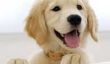 Il est la Journée nationale de Puppy: 5 conseils pour adopter un chiot