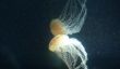 Sardaigne: méduses dans la mer - de sorte que vous pouvez vous protéger