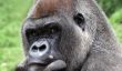 Leçon apprise: Ne salissez pas avec un gorille, même quand il est derrière verre (Vidéo)