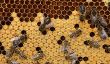 Les abeilles et l'acide formique - conseils pour la manipulation correcte