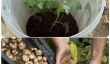 How To Grow 100 livres de pommes de terre dans un tonneau