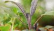 Herb Pot 101: Prendre soin de, séchage et fines herbes de congélation