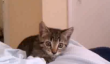 Intense Kitten Ne voulez être sur Appareil photo [Vidéo]