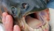 Pacu, le poisson avec des dents très humaines