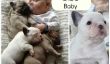 Trois Bulldogs et un bébé le plus mignon: Photos Vous verrez Aujourd'hui