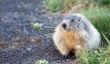 7 Faits amusants sur le Jour de la marmotte