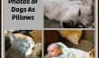 20 Photos de chiens adorables que des oreillers