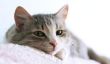 La mauvaise haleine chez les chats - que vous pouvez faire à ce sujet